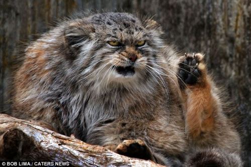 xinashouse:  lookatthatfuckinganimal:  plumbunnie:  I’ve posted them before, but omg, these never get old. Otocolobus manul / Pallas Cat / fattymcfatfat <3  One of my life goals is to have the death glare of a pallas cat.  I see the resemblance.