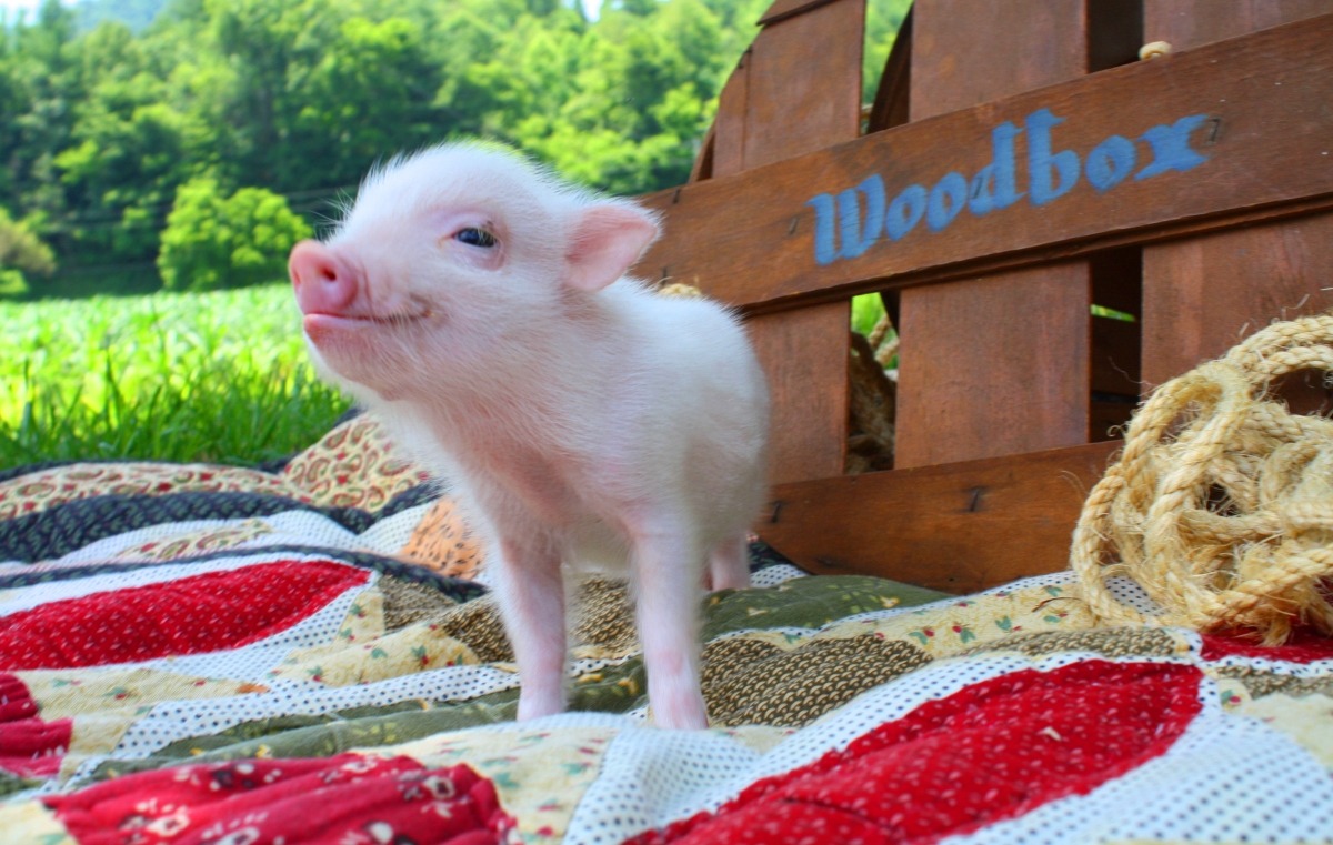 Teacup Piglets