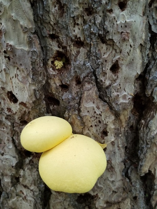 Golden mushrooms (unidentified) on a tree that looks like it’s being used to grow them?