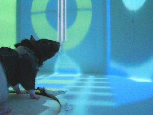 VR Experiment With Rats Offers New Insights About How Neurons Enable LearningStudying rats in a virt