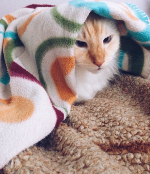 thekikofofo:Caturday morning!!!