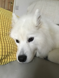 cloudthesamoyed:  Rest 