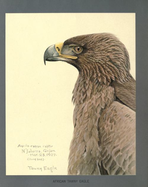 Louis Agassiz Fuertes, paintings for Album of Abyssinian birds and mammals, 1930. Field Museum of Na