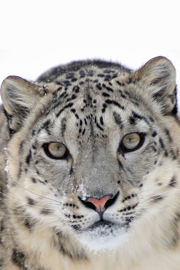 brazenbvll:  Snow Leopard : (Josef Gelernter)  