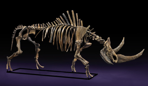      Coelodonta antiquitatis a.k.a the Woolly Rhinoceros  It was 6ft tall at the shoulder,and weighe