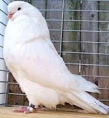 What Would You Say Is The Most Affectionate (friendly, Cuddly) Large Pigeon, Aside From A Frillback?