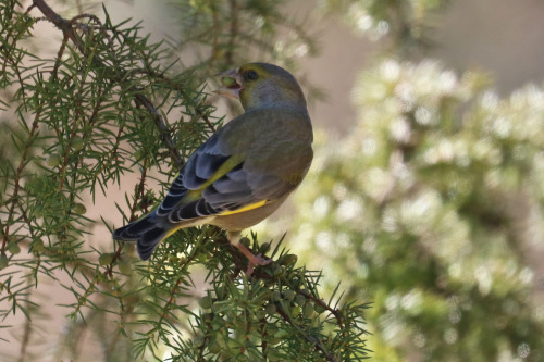 Greenfinch/grönfink.