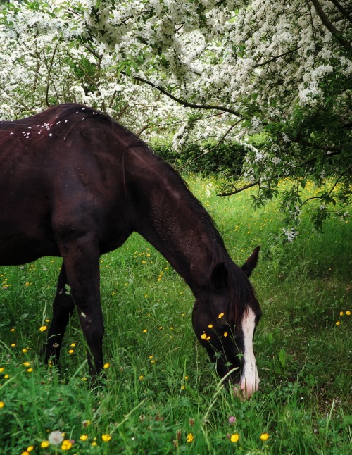 ambermaitrejean:serendipity…one horse in a field abloomlost on a back road Photos and haiku b