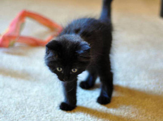 Cheer Up Post #4385 - Black Kittens Edition