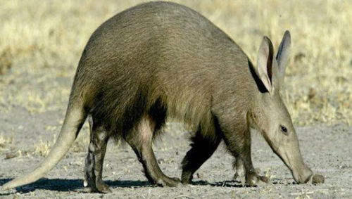 Arthur supposedly being an aardvark is the most baffling thing in cartoon history. Did they just pic