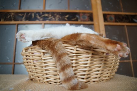cybergata:  しろととら    Best Buddies forever and ever, in this life, and