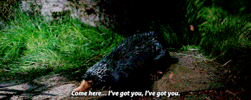 newtscamanders:#find someone who will protect you and keep you safe like Newt Scamander