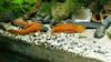 palaeoplushies:I love my horrible gremlin fish so much.