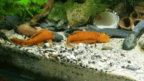 palaeoplushies:I love my horrible gremlin fish so much.