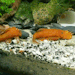 palaeoplushies:I love my horrible gremlin fish so much.