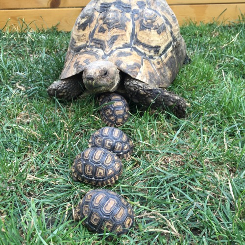 Photo opportunity briefly put mummy with her offspring today!