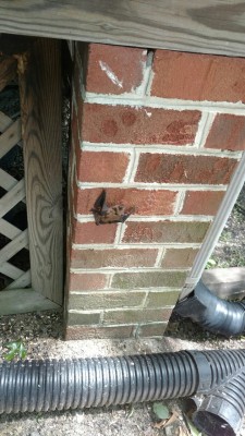 Bat Hanging Out Below The Front Porch