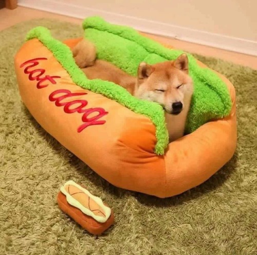 Hotdoggie! adult photos