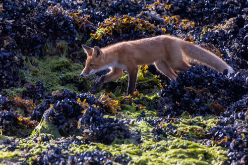 Red Fox by TrekLightly Searching for food in the Intertidal Zone of Katmai National Park https://fli