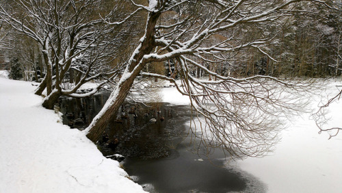 Icy shore with ducks by KamalaKala on Flickr.