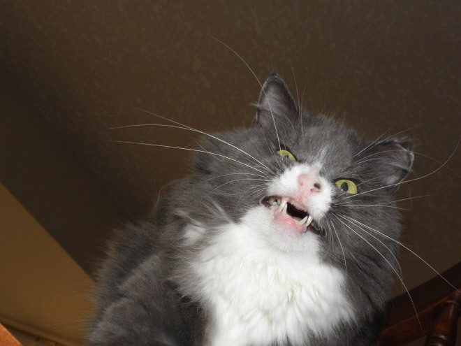 tastefullyoffensive:  Cats About to Sneeze [ferchenko]Previously: Cats Taking Selfies