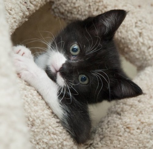 goodmorningkitten: Sylvester [3] (13 more photos)Courtesy and copyright: Michelle Peters SpivackShar