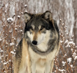 beautiful-wildlife:  Wolf Close-up by Jacki