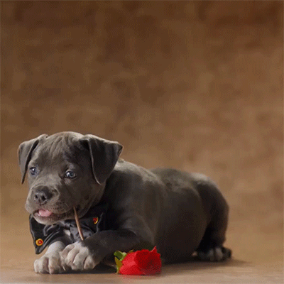 huffingtonpost:  By just watching this video of puppies, you’re donating money to charity. 