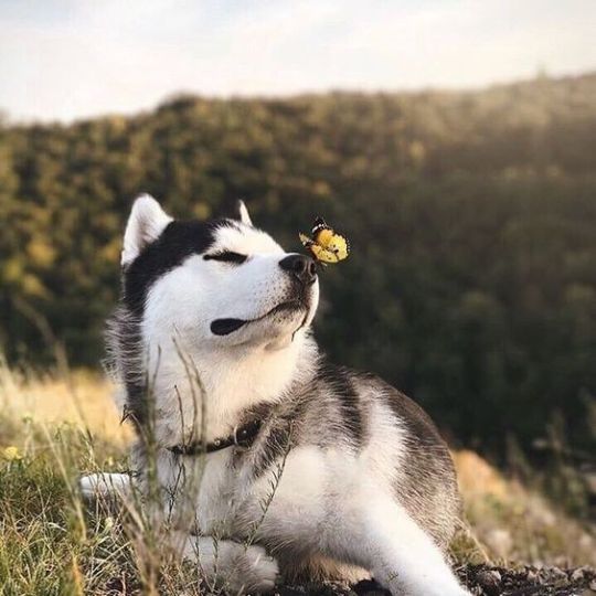 The adventure huskies