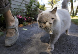 Sixpenceee:frank And Louie, The Adorable Two-Faced Cat As Described As Cbs News 