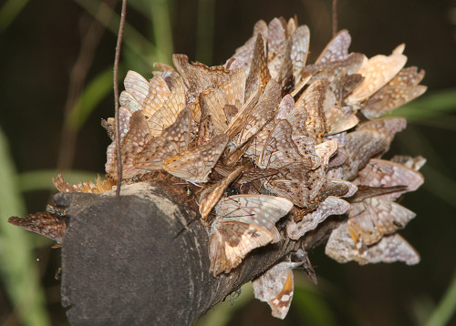 dirtshrines: tawny emperor butterflies