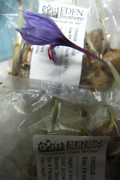 November 2015 - Discount Saffron CrocusNew supplier! Last year I picked some up on sale, and they di