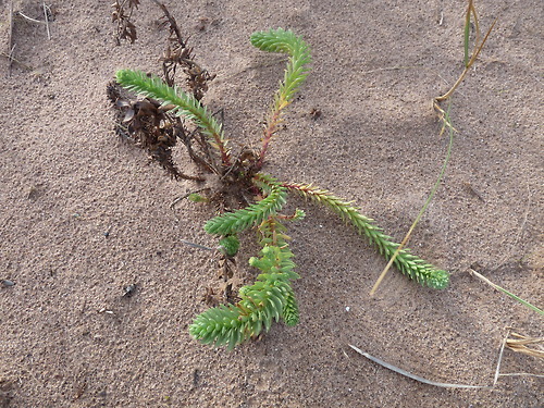 Euphorbia paralias, Sea Spurge.
Sea Spurge grows on sand-dunes and is rather uncommon in South Devon, probably because of a lack of suitable habitat. But even at Dawlish Warren there were only a few plants to be seen, unlike the Portland Spurge shown...