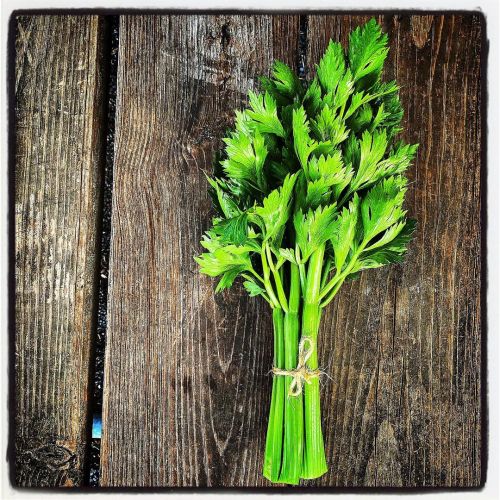 you know, I never liked #celery until I started growing it myself, just sayin’ #growyourown # (at Ja