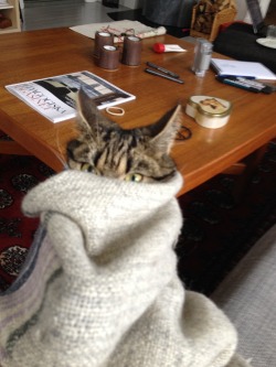 derpycats:  Sigge doesn’t share my enthusiasm for blanket burritos. 