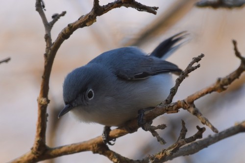 Blue-grey gnatcatcher on the hunt