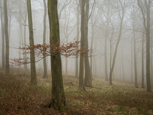 Quiescence by Damian Ward Wendover Woods, Buckinghamshire. twitter | 500px | behance | vsco | about.