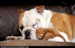 aplacetolovedogs:  Tigger an orphaned kitty