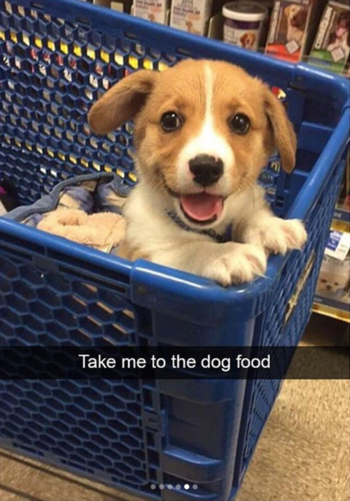 babyanimalgifs:Animal snaps