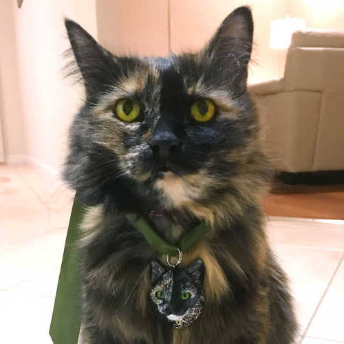 Majestic Lady Ginny made me appreciate the beauty and intricate pattern of tortie cats a lot more &a
