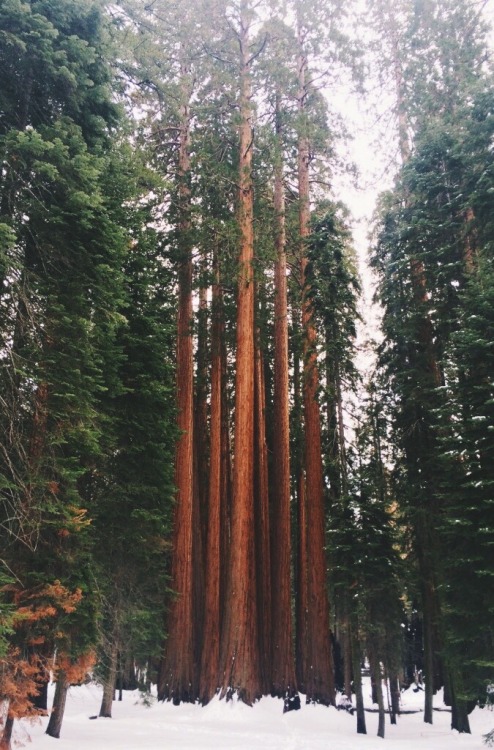 lockdownheaven:Sequoia.