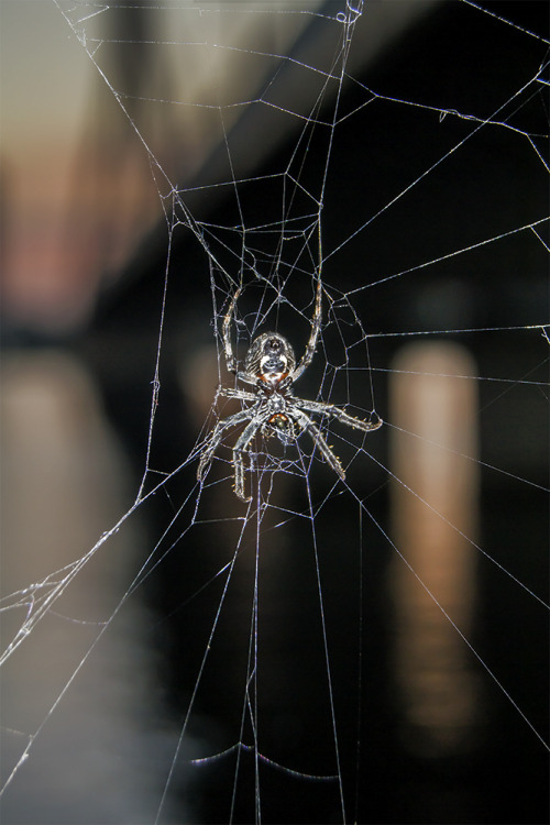 adorablespiders: AS: neat picture of an orb weaver! submitted by 2seeitall 