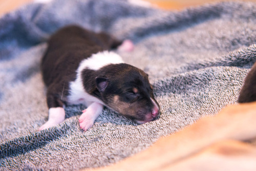 Have some puppy photos!I was happy to be present when they were born (they aren’t my own breed