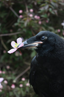 Voiceofnature:  Kettlequill: This Was The Rook (Corvus Frugilegus) Chick That Me