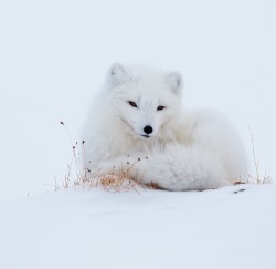 beautiful-wildlife:  Arctic	Fox by wim claes