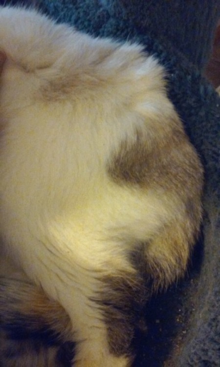 loveofvetnursing:followthebluebell:Y'all may be wondering why I’m so keen on good animal diets