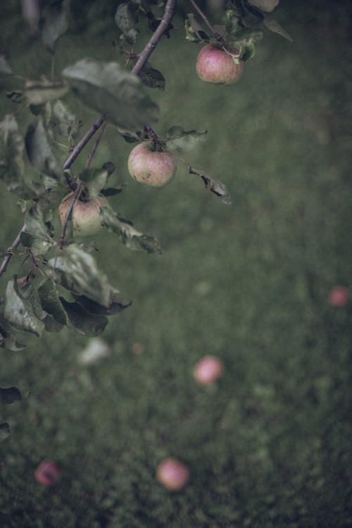 apple tree