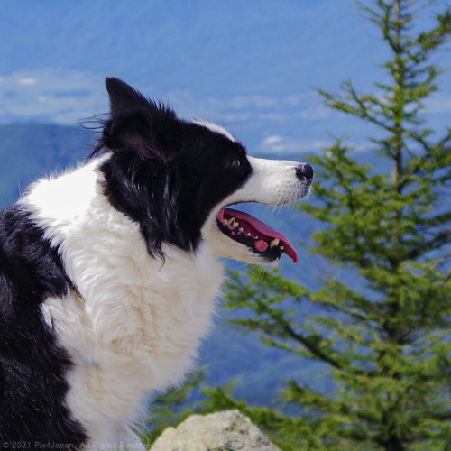 Border Collie on Mountain PeakDale-chan the border collie taking a rest atop the peak of Mt. Nyukasa