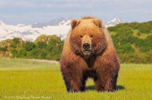 blunt-science:   The Kodiak Grizzly Bear.  The biggest recorded male was 750kg, while large males ca