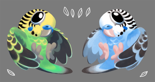 Been drawing more little Aussie parrots. Small lungs, big yells!!